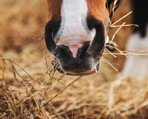 MDF-System - Blogbeitrag - Einstreu im Check - Beitragsbild